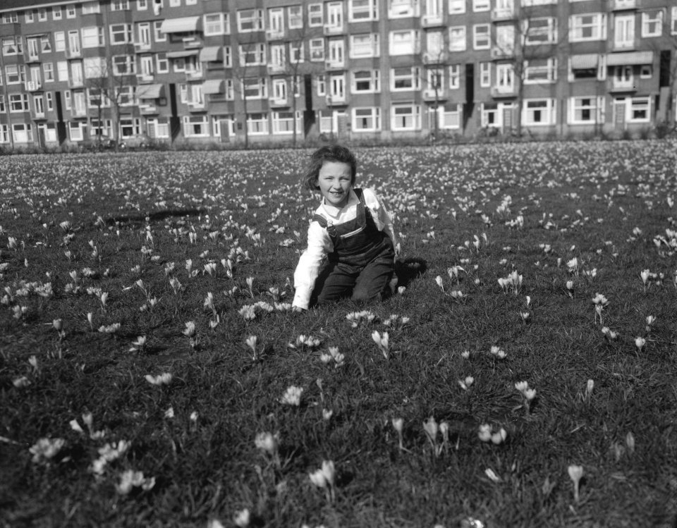 Voorjaar in Amsterdam, bloeiende crocusvelden, Bestanddeelnr 910-2020