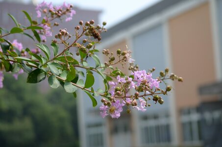 Garden tree petal