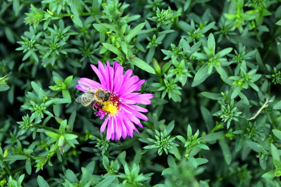 A garden plant phlox bee