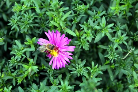 A garden plant phlox bee photo
