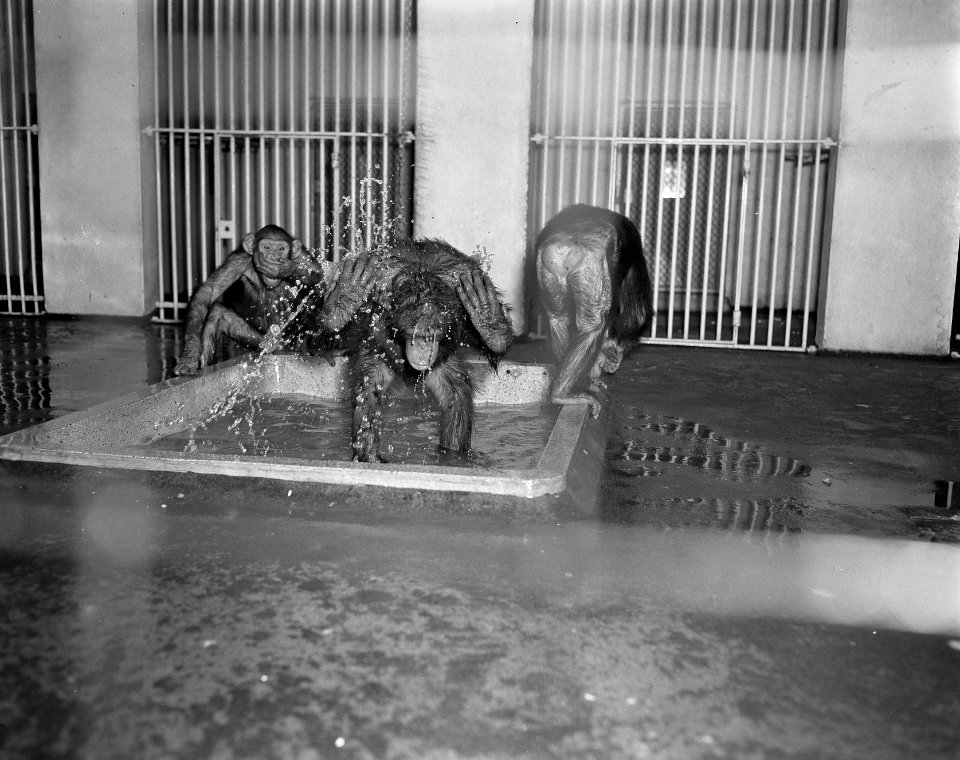 Voorjaar in Artis, apen in het bad, Bestanddeelnr 907-6494