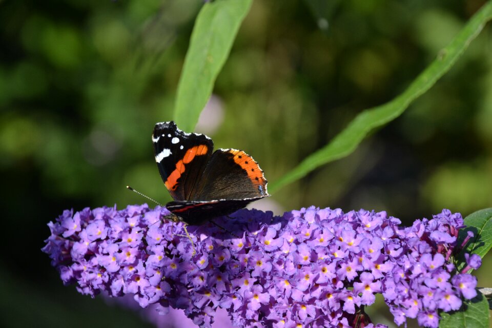 Butterfly flower sums