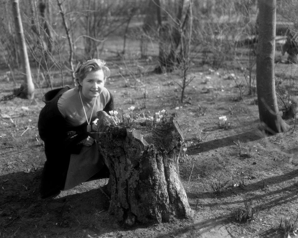 Voorjaar in Bollenland, de eerste crocussen komen boven de grond, Bestanddeelnr 910-1935