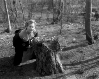 Voorjaar in Bollenland, de eerste crocussen komen boven de grond, Bestanddeelnr 910-1935