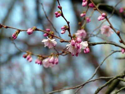 Nature flowering twig fruit tree photo
