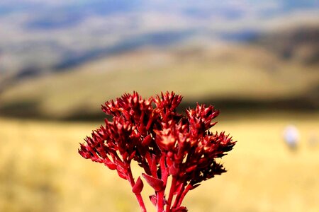 St john's wort red plant