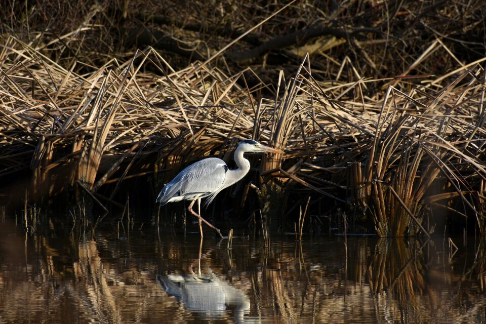 Waterweed bird wild birds
