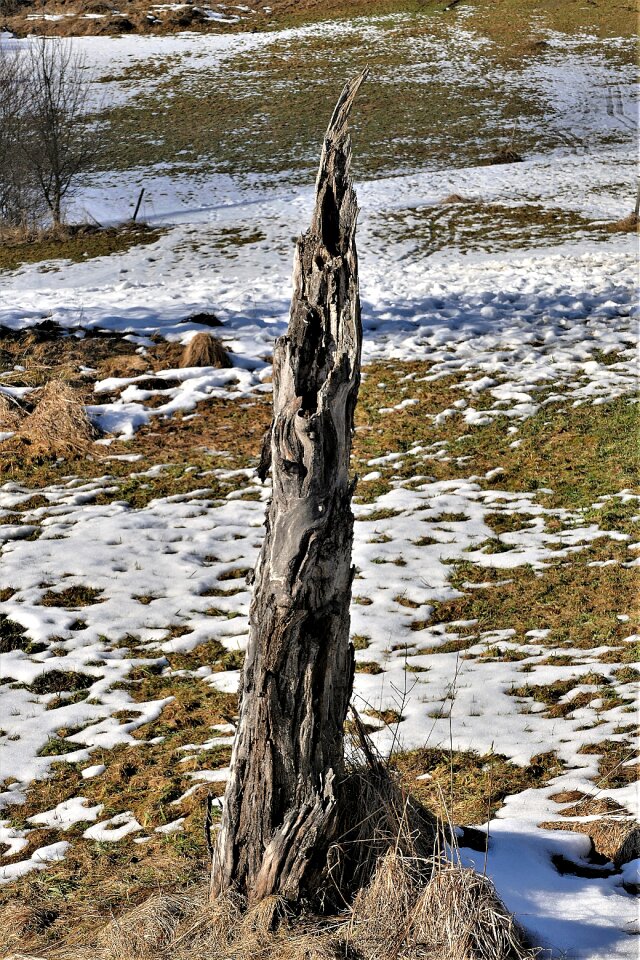 Dead plant broken tree