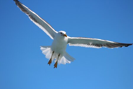 Sky gull bird