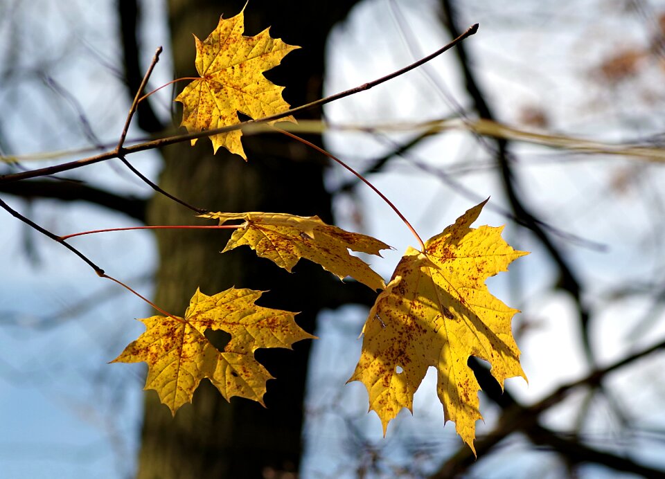 Yellow leaves nature leaf photo