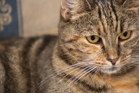 Cat cute eyes
