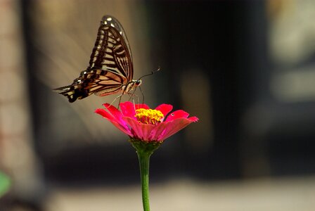 Flowers summer butterfly