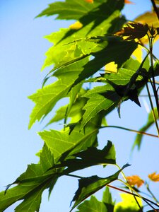 Plant shoots summer