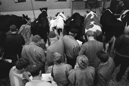 Voor het eerst veiling van vee (in Zwolle), Bestanddeelnr 934-1021