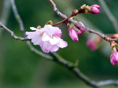 Nature flowering twig fruit tree photo