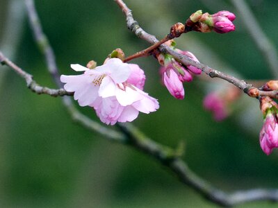 Nature flowering twig fruit tree