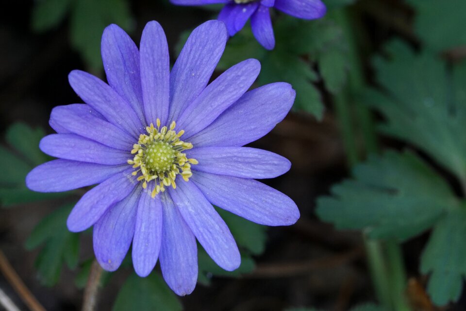 Bluish blossom bloom