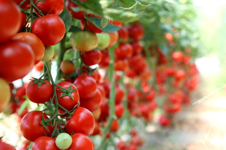 Healthy cultivation plant