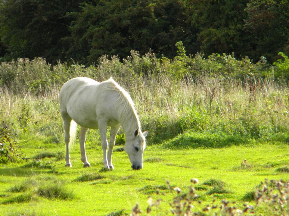 Horse field white