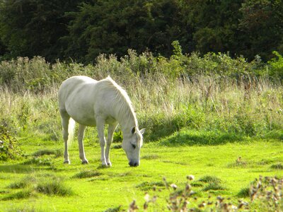 Horse field white