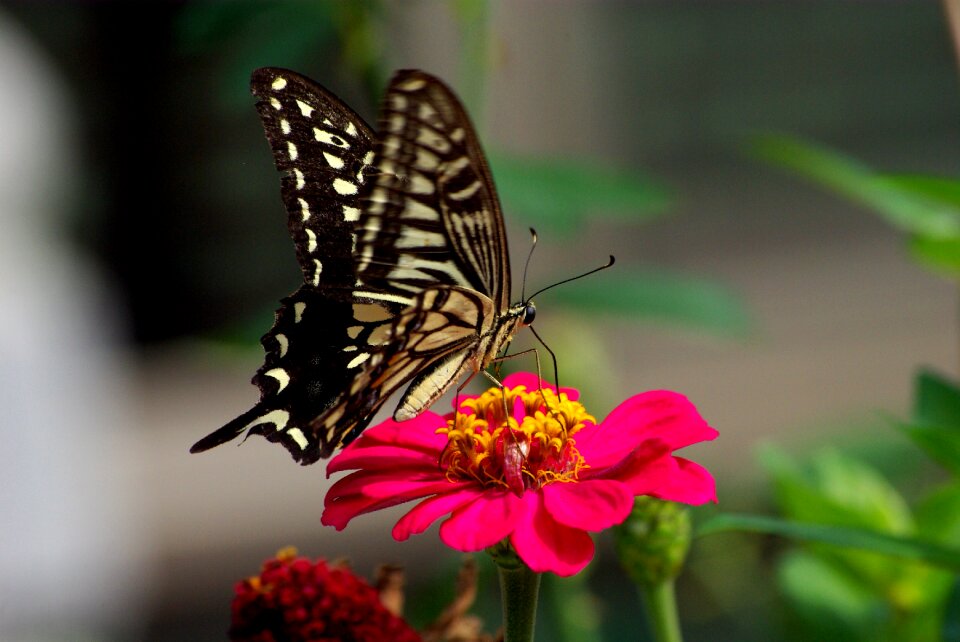 Flowers outdoors wing