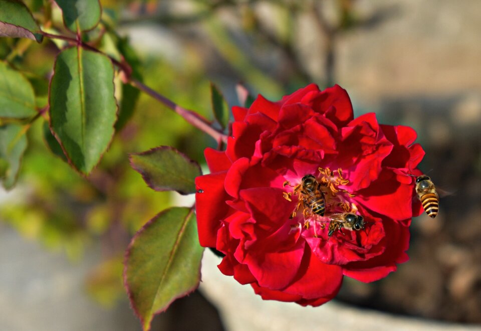 Nectar three flower photo