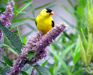 Wild animal flowers