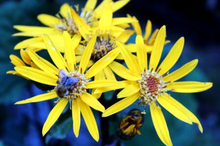 Home garden flower summer nature
