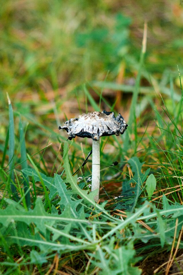 Forest in the forest poisonous mushrooms