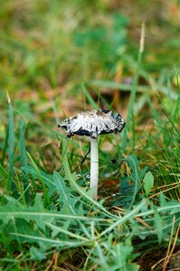 Forest in the forest poisonous mushrooms photo