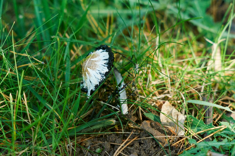 Forest in the forest poisonous mushrooms