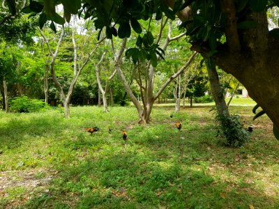 Wat Khao Kalok - 2017-04-14 (008)