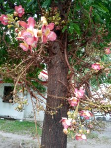 Wat Chana Songkhram - 2017-01-26 (003)