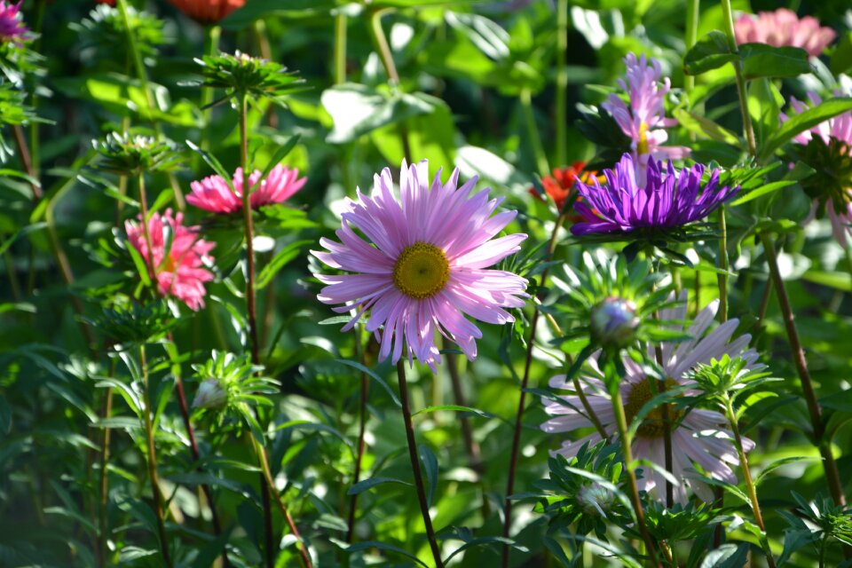Summer garden nature