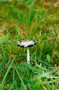 Forest in the forest poisonous mushrooms photo
