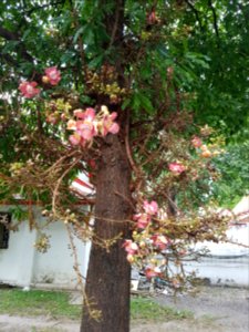 Wat Chana Songkhram - 2017-01-26 (004)
