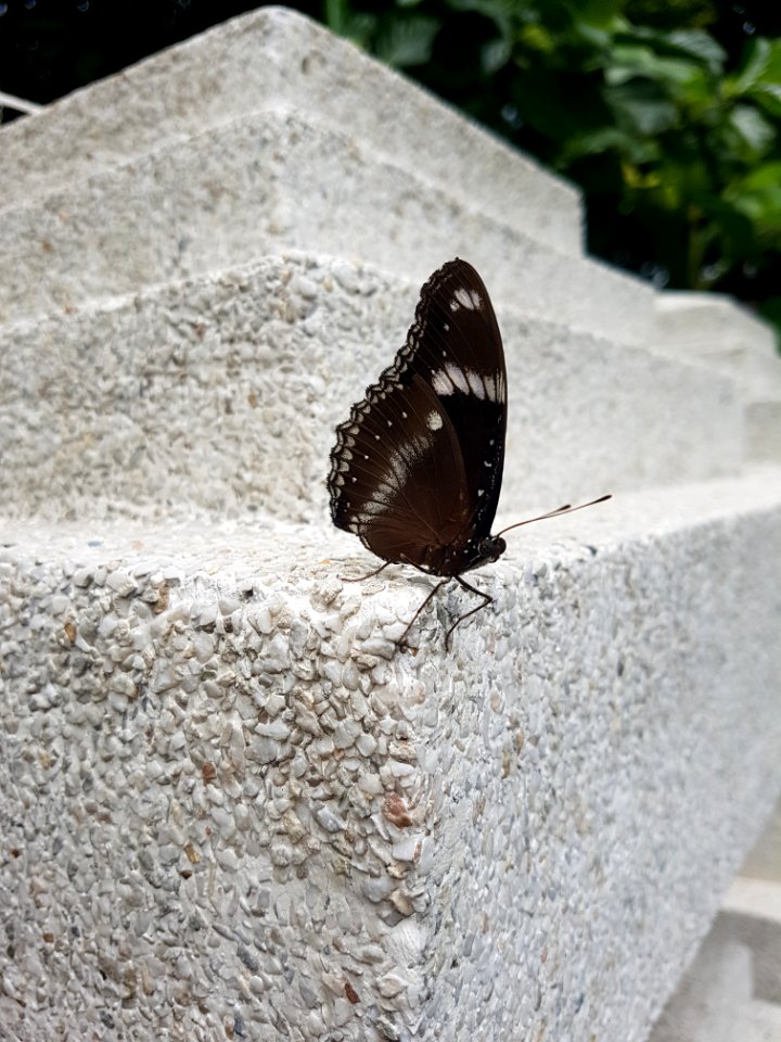 Wat Klang Wiang, Chiang Rai - 2017-06-27 (003)