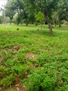 Wat Khao Kalok - 2017-04-14 (005)