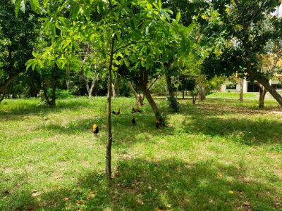 Wat Khao Kalok - 2017-04-14 (007)