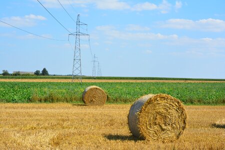 Agriculture straw the cultivation of