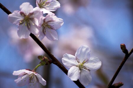 Tree flora cherry tree
