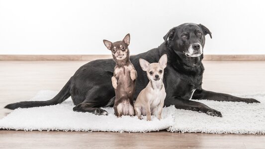 Chihuahua puppy black and white hybrids