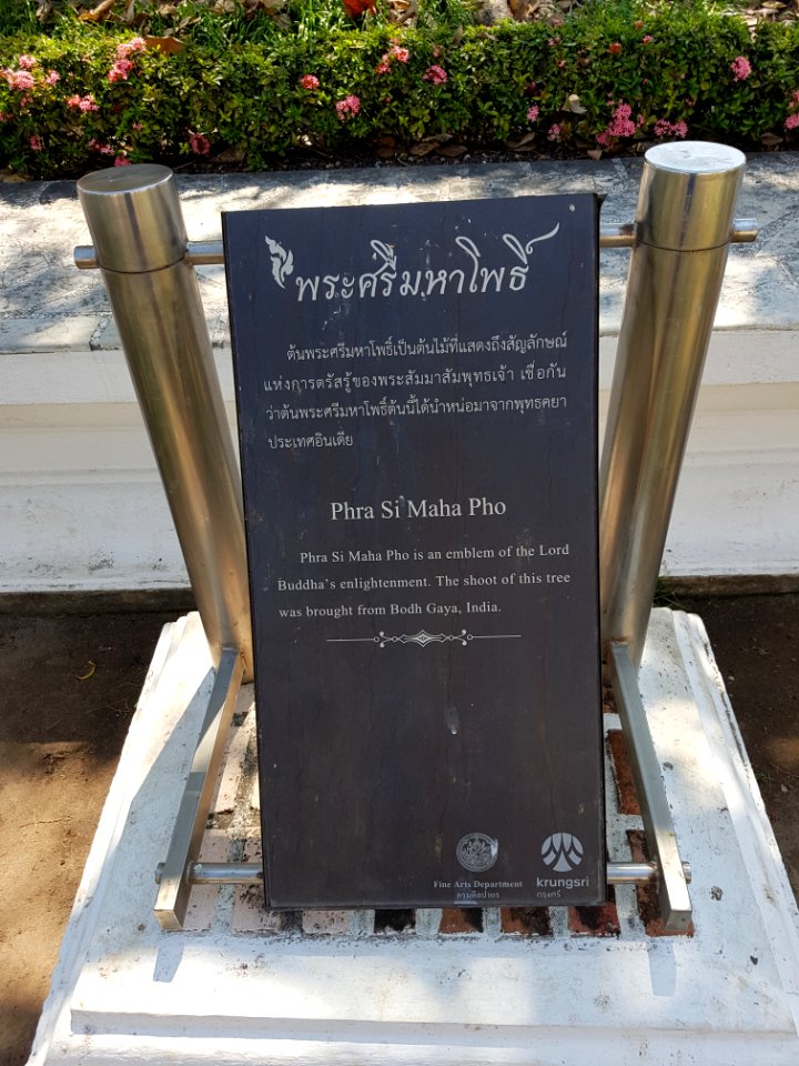 Wat Suwan Dararam bodhi tree - 2017-02-13 (003)
