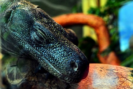 Lizard reptile animal