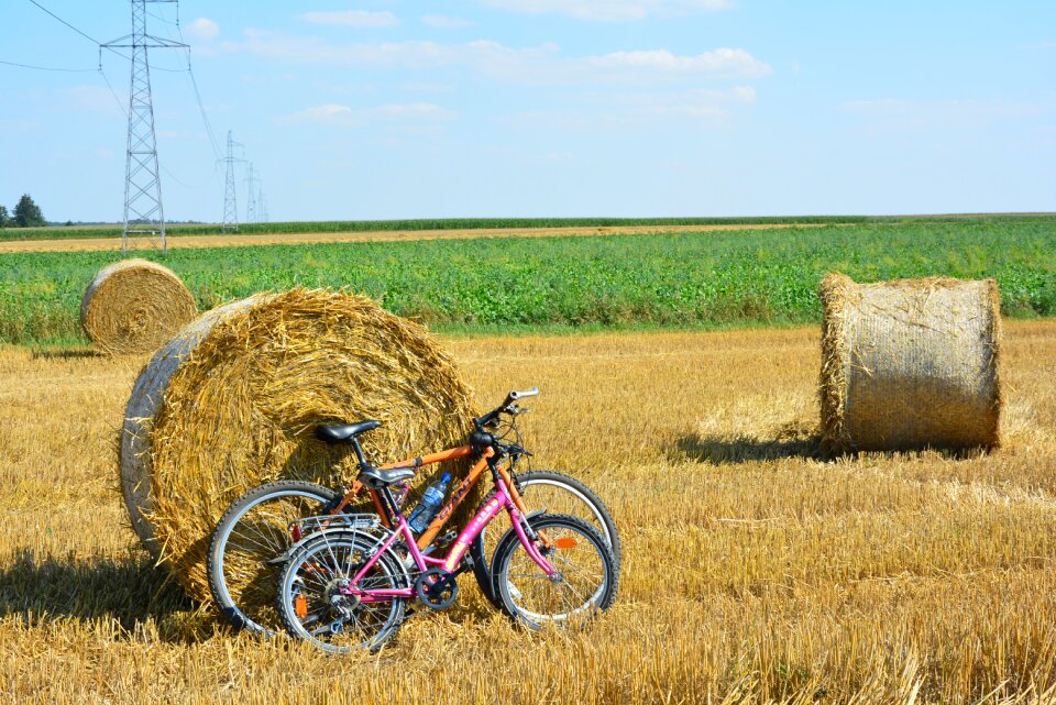 Corn field agriculture