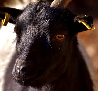 Ungulate horns livestock photo