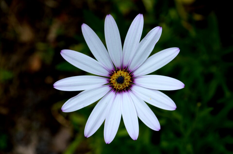 Summer nature african daisy