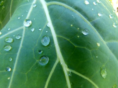 Wassertropfen auf Kohlrabi