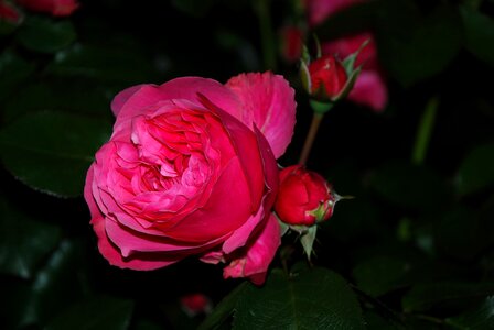 Rose dark evening