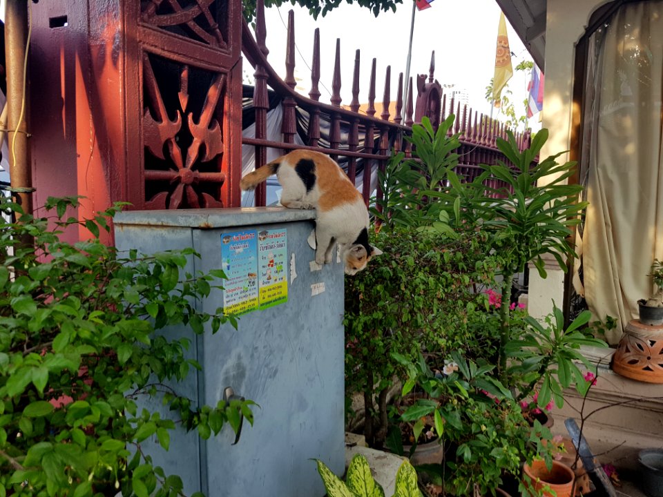 Wat Prayurawong - kitty - 2017-02-25 (002)